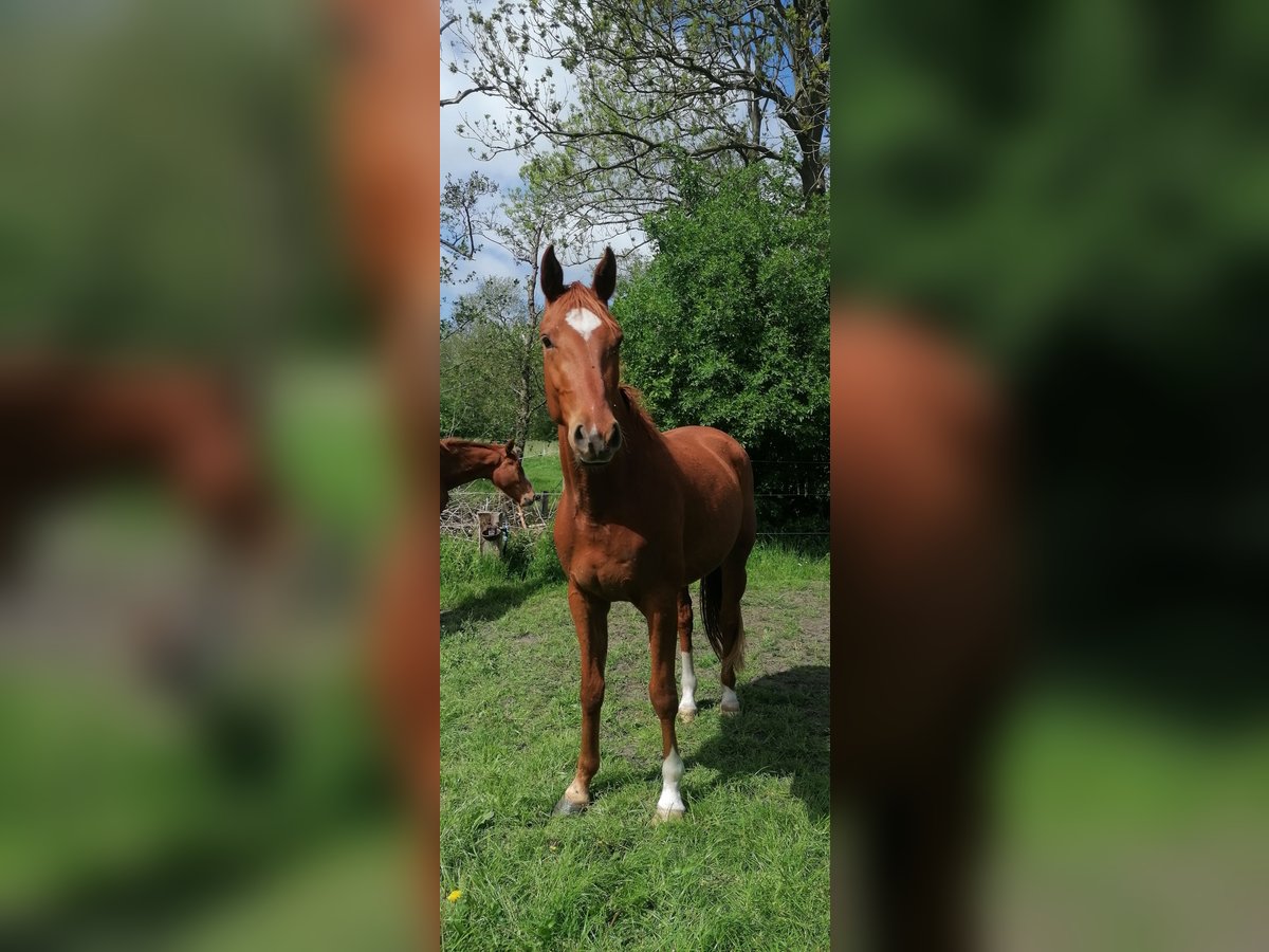 Hannoveraner Wallach 3 Jahre 165 cm Fuchs in Osten