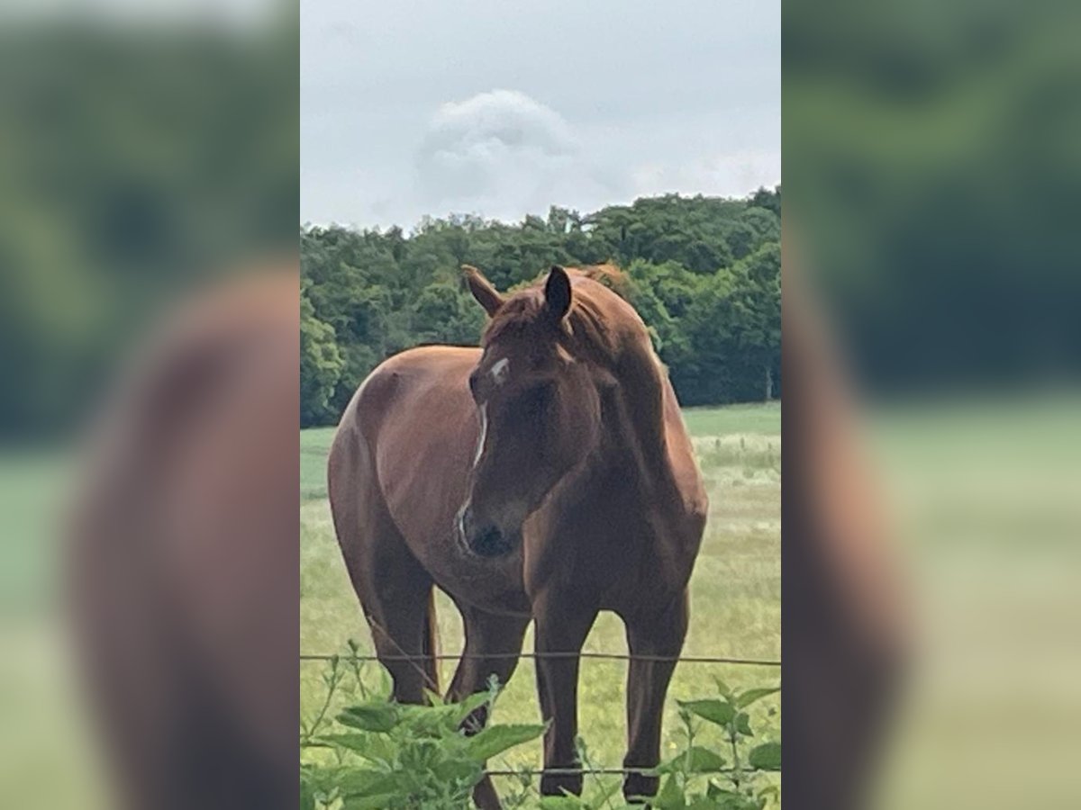 Hannoveraner Wallach 3 Jahre 165 cm Fuchs in Burgdorf