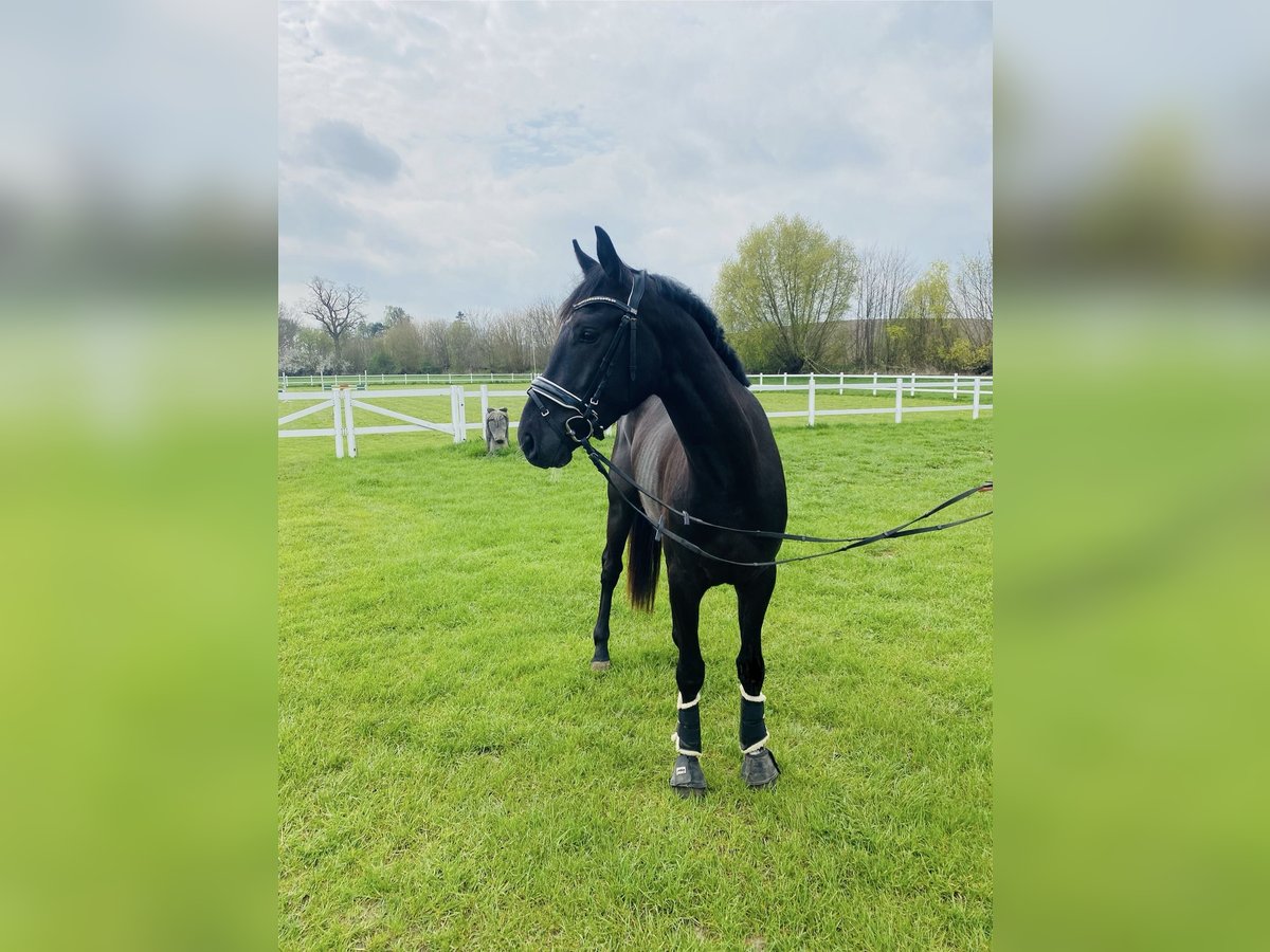 Hannoveraner Wallach 3 Jahre 165 cm Rappe in Malente
