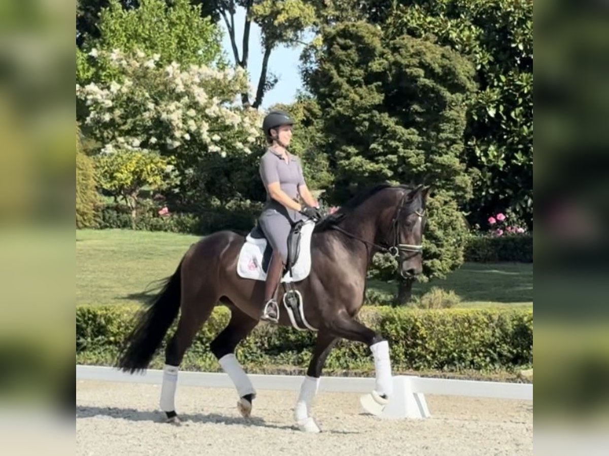 Hannoveraner Wallach 3 Jahre 166 cm Brauner in Kronberg im Taunus