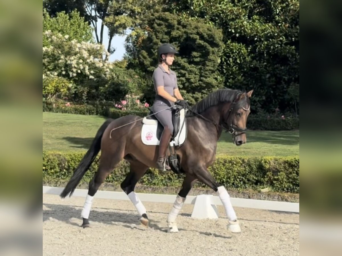Hannoveraner Wallach 3 Jahre 166 cm Brauner in Seaton