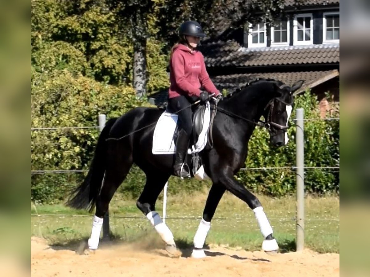 Hannoveraner Wallach 3 Jahre 166 cm Rappe in Fredenbeck