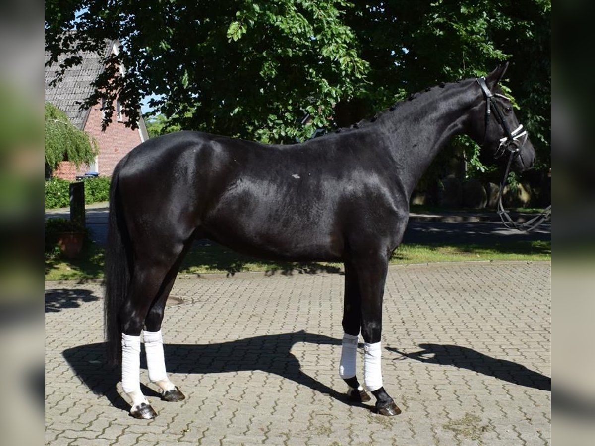 Hannoveraner Wallach 3 Jahre 166 cm Rappe in Fredenbeck