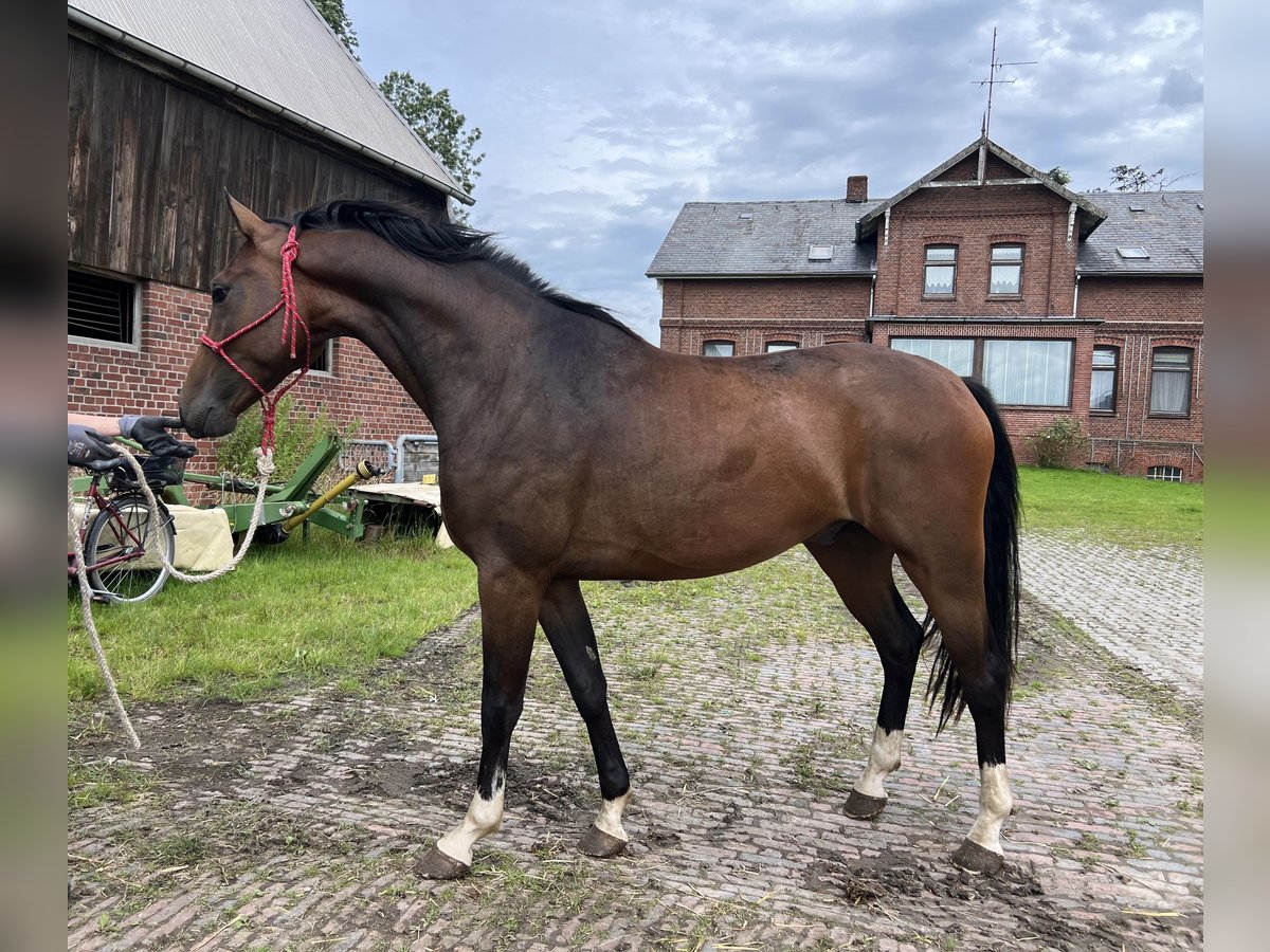 Hannoveraner Wallach 3 Jahre 167 cm Brauner in Drochtersen