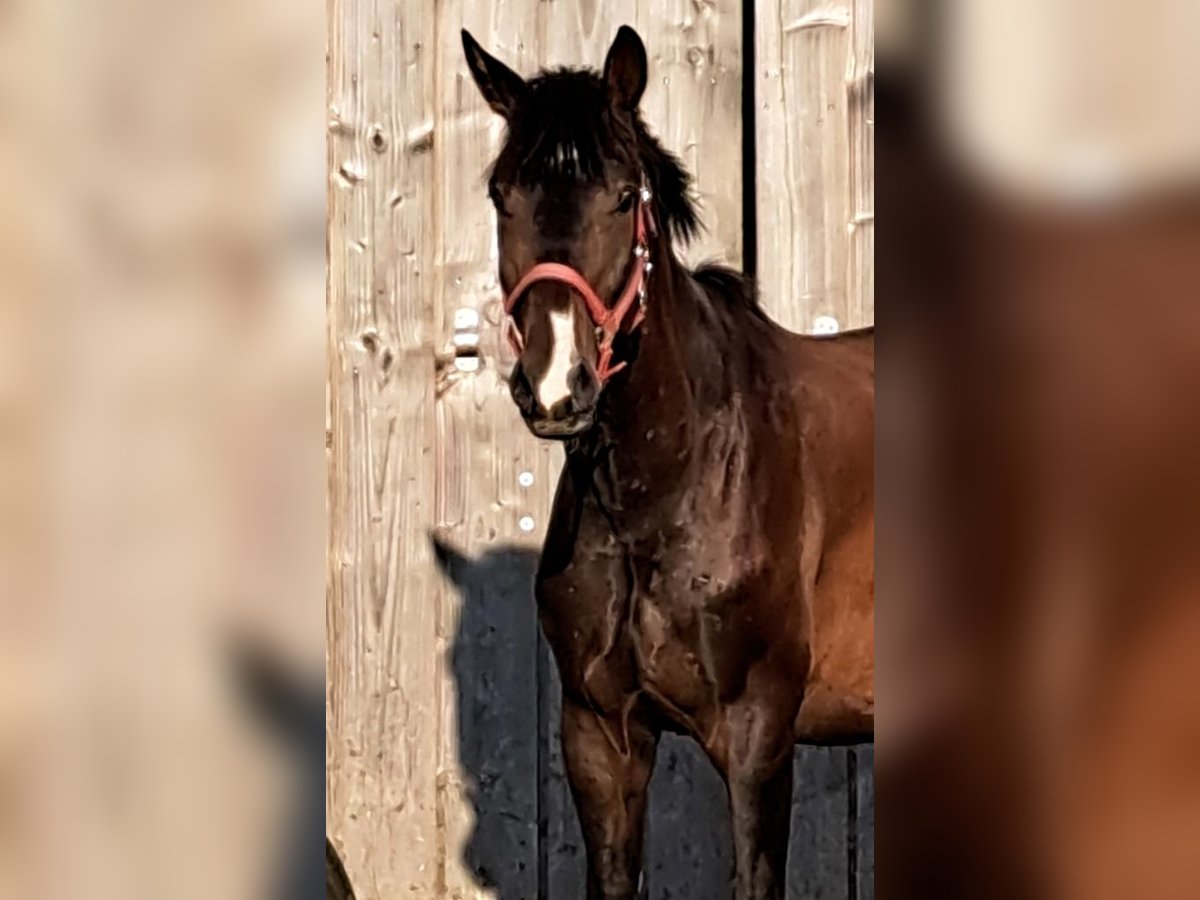 Hannoveraner Wallach 3 Jahre 167 cm Dunkelbrauner in seehausen