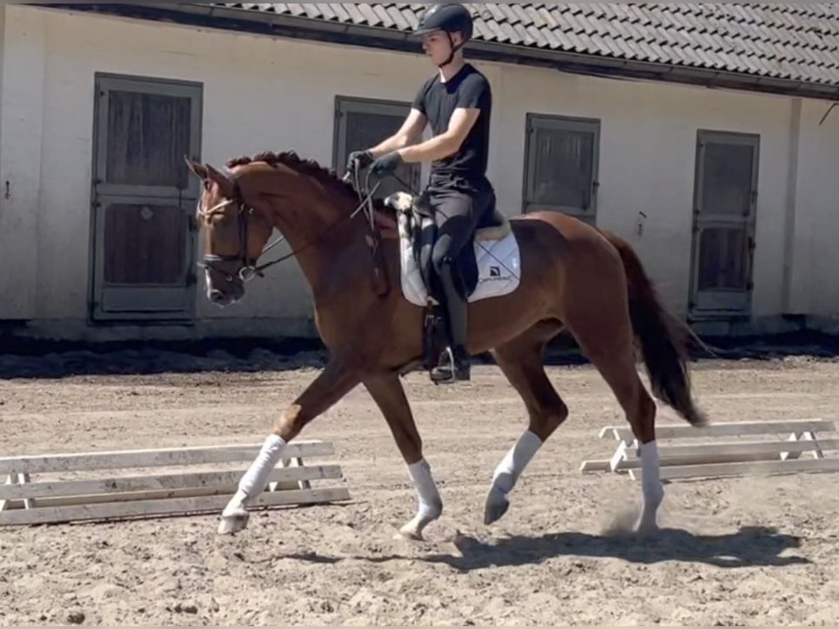 Hannoveraner Wallach 3 Jahre 167 cm Dunkelfuchs in Verden (Aller)