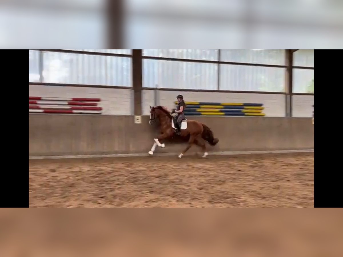 Hannoveraner Wallach 3 Jahre 167 cm Fuchs in Verden (Aller)
