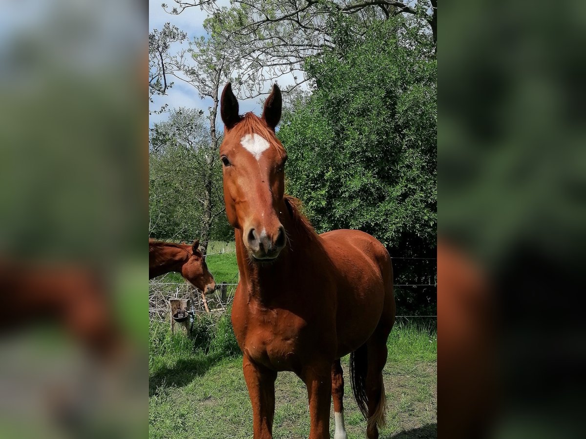 Hannoveraner Wallach 3 Jahre 167 cm Fuchs in Hemmoor