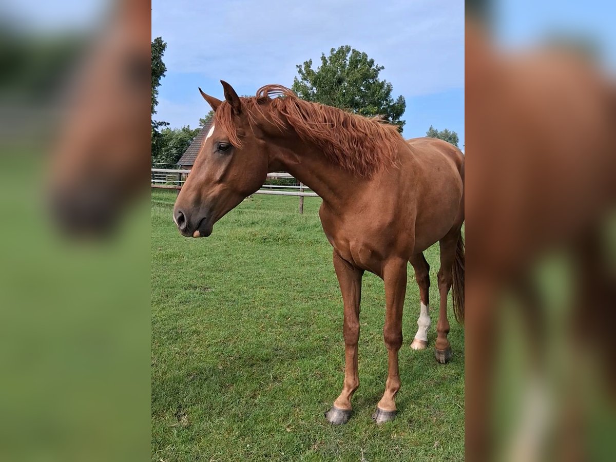 Hannoveraner Wallach 3 Jahre 167 cm Fuchs in Marne