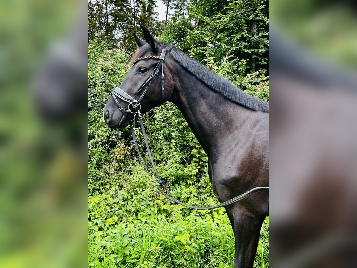 Hannoveraner Wallach 3 Jahre 167 cm Rappe in K&#xF6;nigsbrunn
