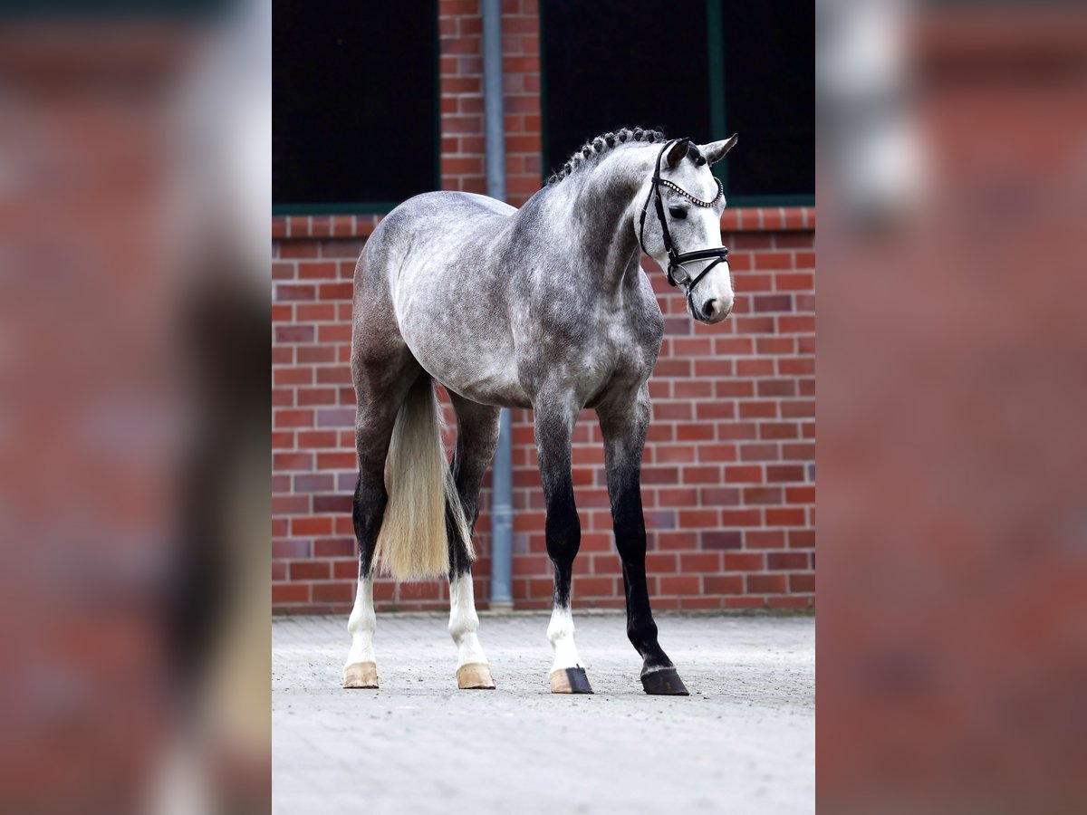 Hannoveraner Wallach 3 Jahre 167 cm Schimmel in Gersten