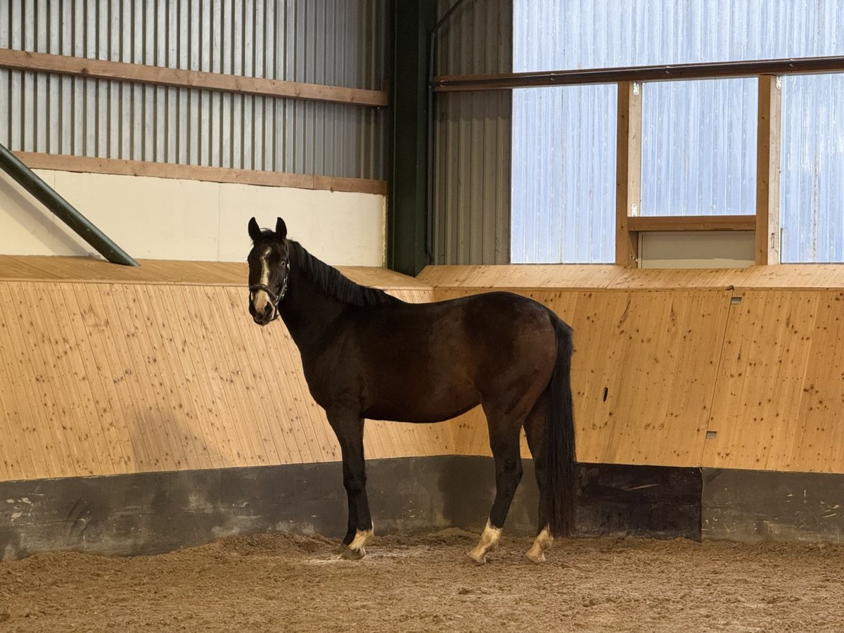Hannoveraner Wallach 3 Jahre 168 cm Brauner in Deinstedt