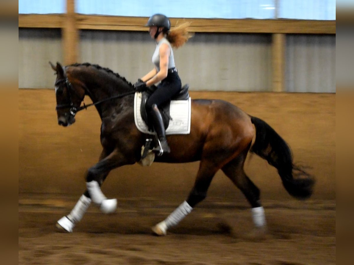 Hannoveraner Wallach 3 Jahre 168 cm Brauner in Fredenbeck