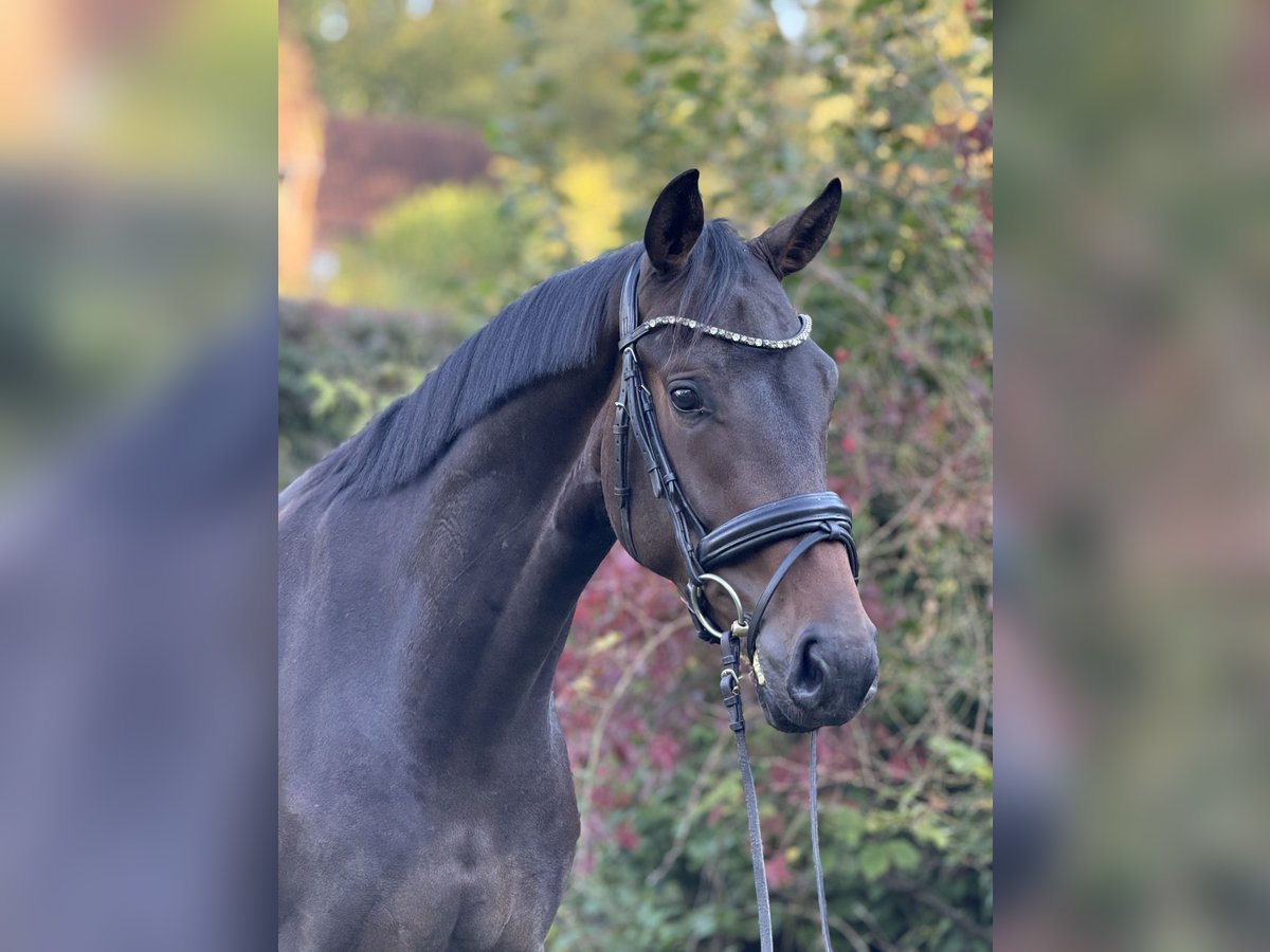 Hannoveraner Wallach 3 Jahre 168 cm Brauner in Lauenburg