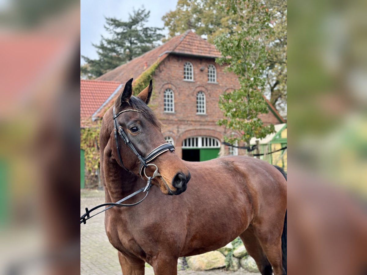 Hannoveraner Wallach 3 Jahre 168 cm Brauner in Schwanewede