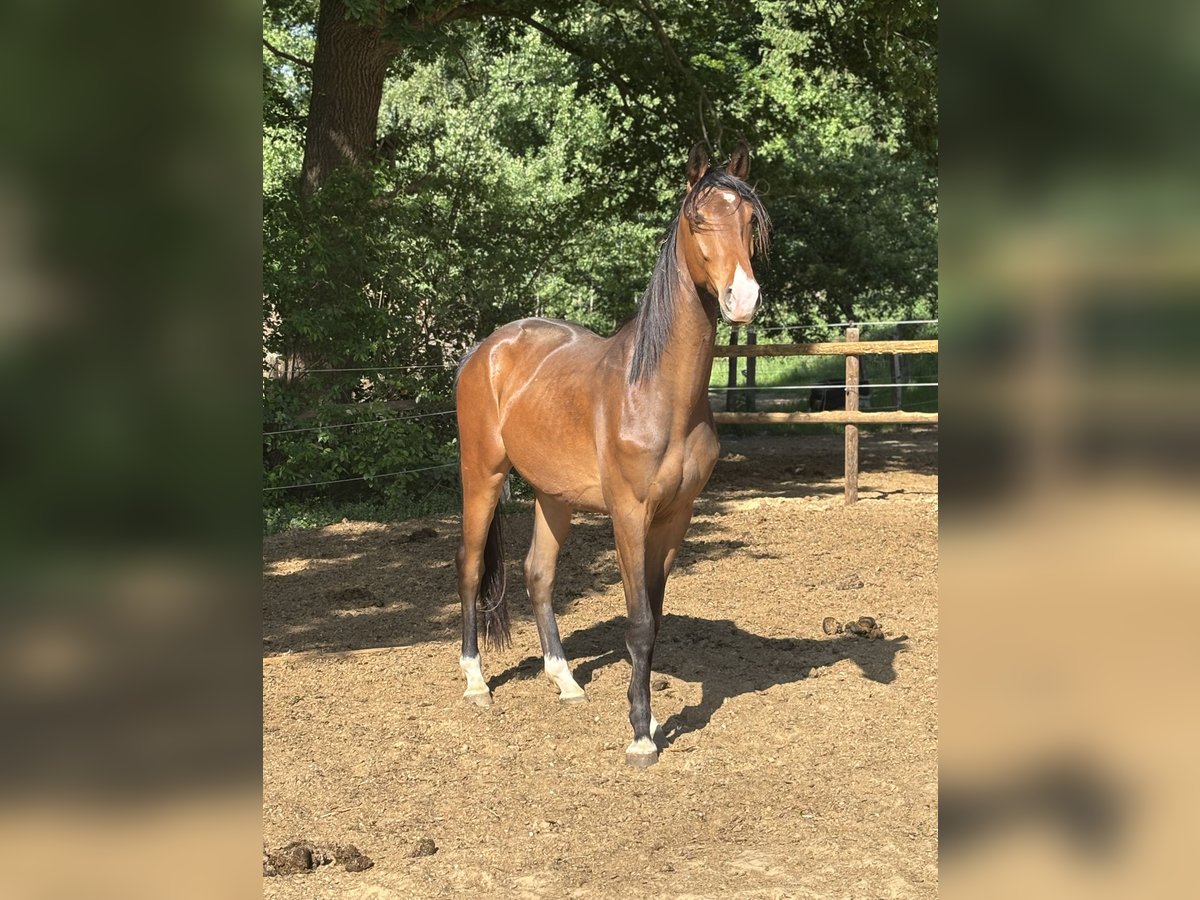 Hannoveraner Wallach 3 Jahre 168 cm Brauner in Neuenkirchen