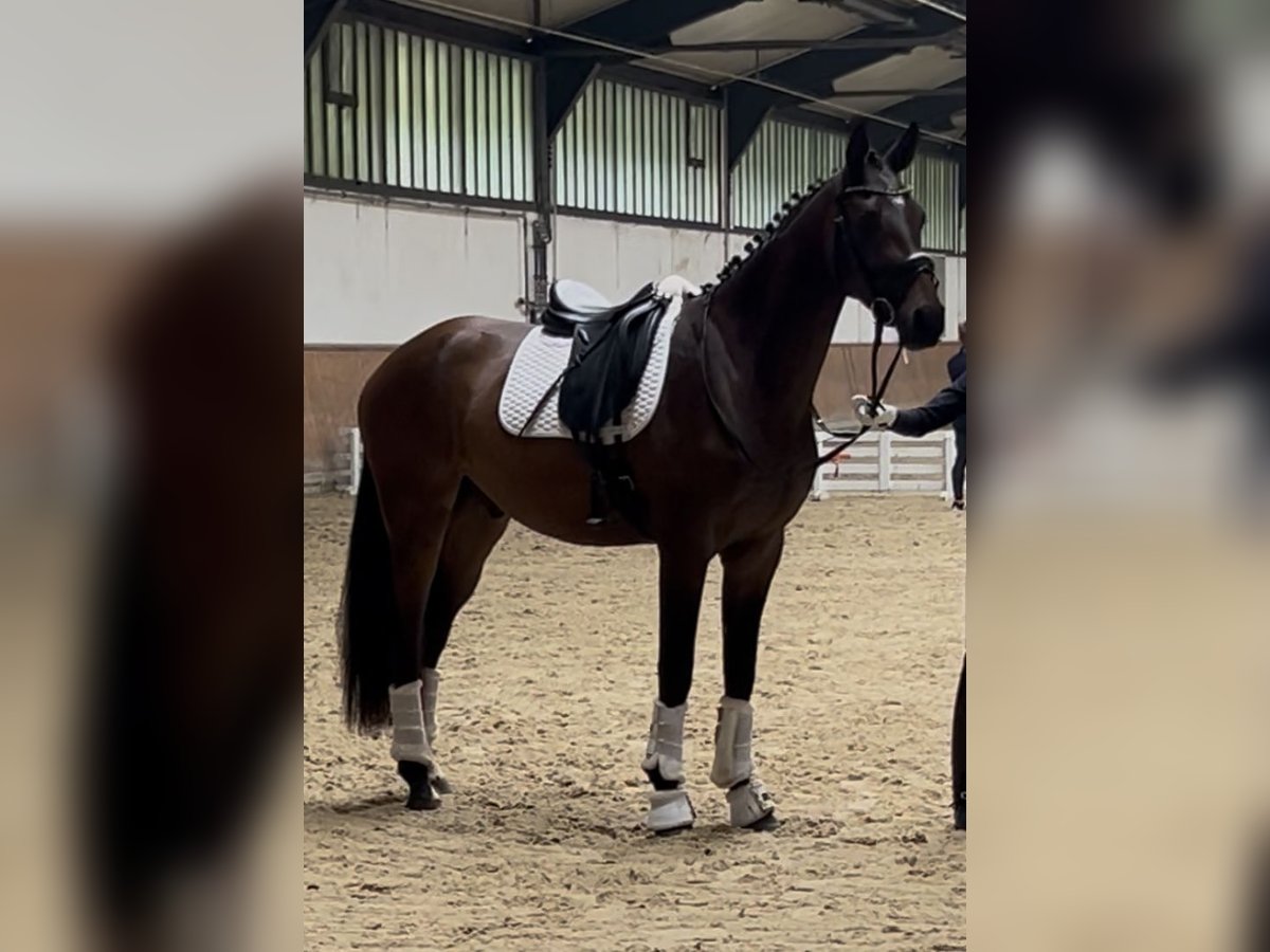 Hannoveraner Wallach 3 Jahre 168 cm in Mechtersen