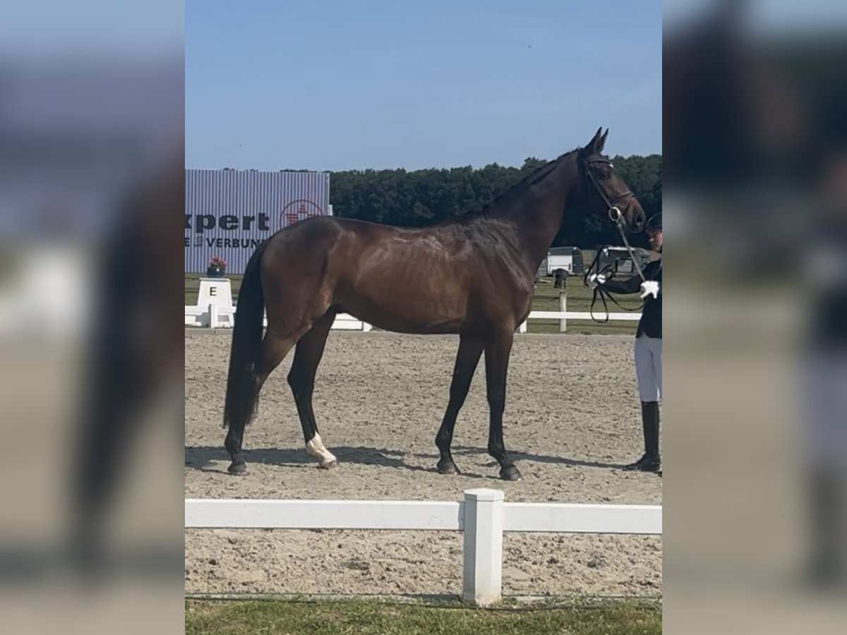 Hannoveraner Wallach 3 Jahre 168 cm Dunkelbrauner in Mechtersen