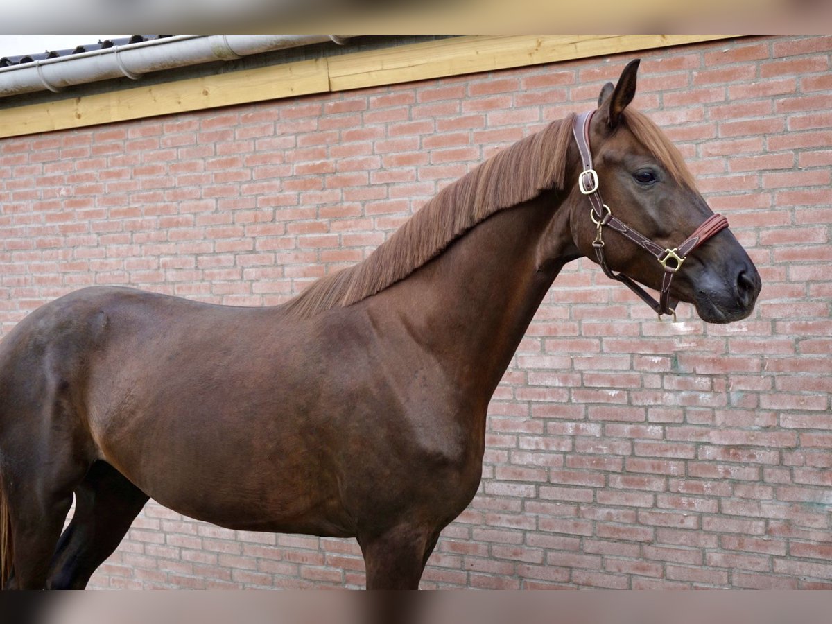 Hannoveraner Wallach 3 Jahre 168 cm Dunkelfuchs in Axel
