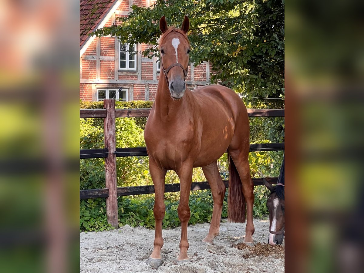 Hannoveraner Wallach 3 Jahre 168 cm Fuchs in Barenburg