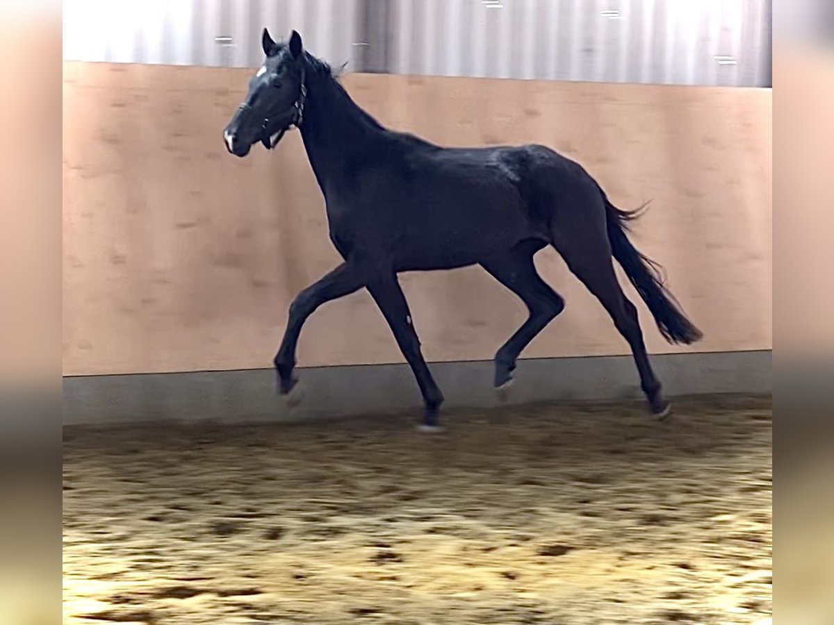 Hannoveraner Wallach 3 Jahre 168 cm Rappe in Bassum