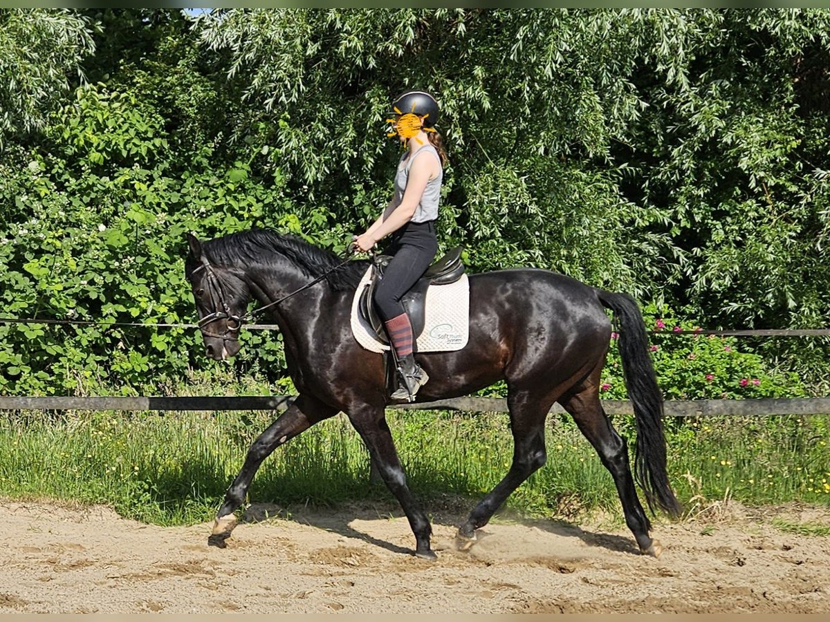Hannoveraner Wallach 3 Jahre 169 cm Rappe in Neuenkirchen