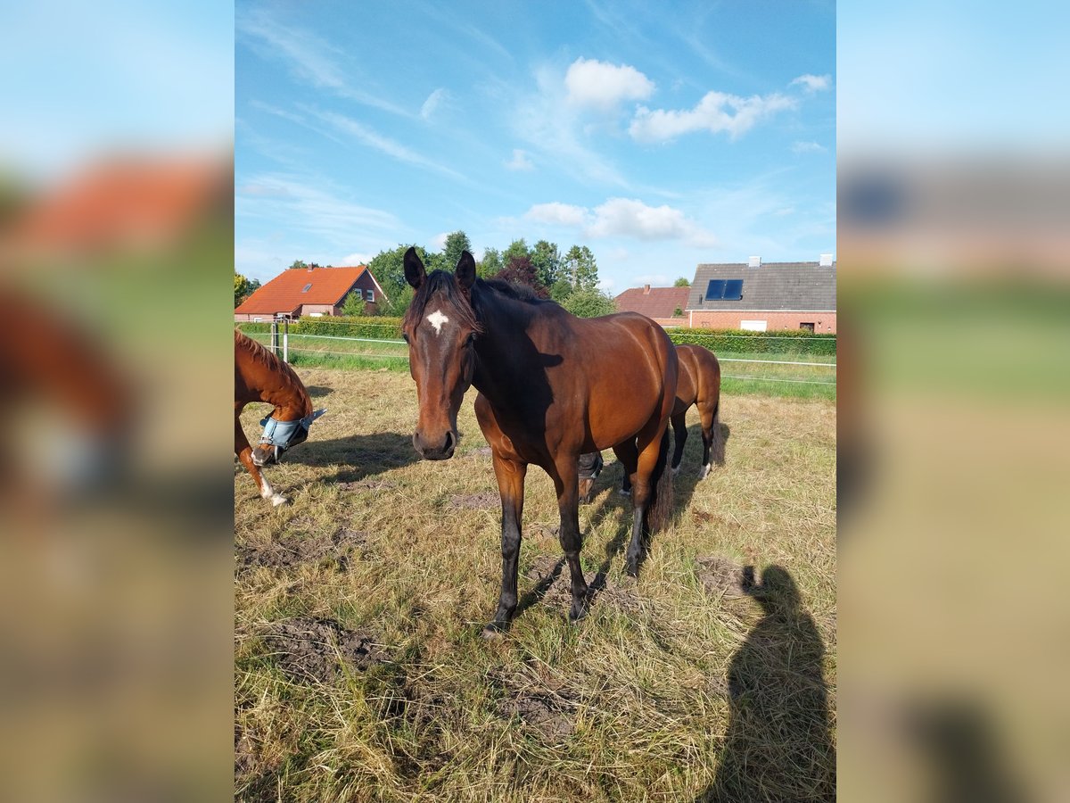 Hannoveraner Wallach 3 Jahre 170 cm Brauner in S&#xFC;dbrookmerland