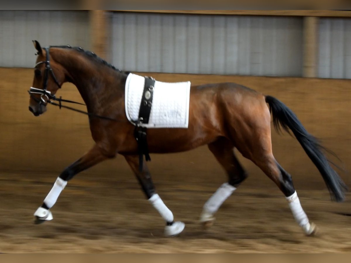 Hannoveraner Wallach 3 Jahre 170 cm Brauner in Fredenbeck