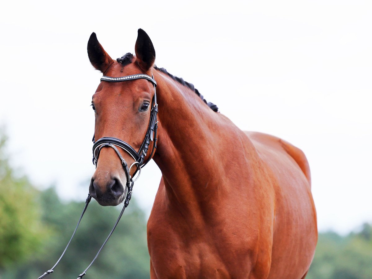 Hannoveraner Wallach 3 Jahre 170 cm Brauner in Loewenberger Land, 30 min von Berlin