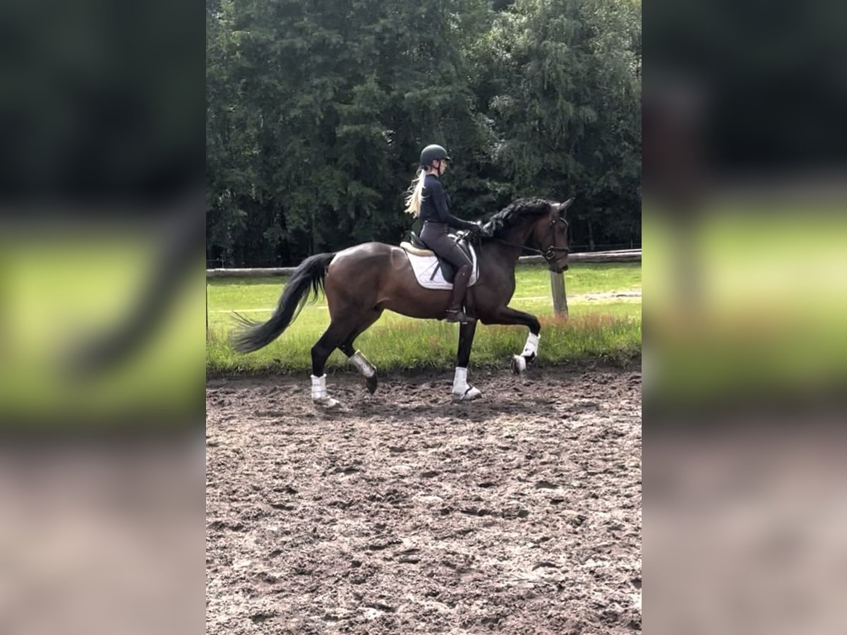 Hannoveraner Wallach 3 Jahre 170 cm Dunkelbrauner in Kirchlinteln