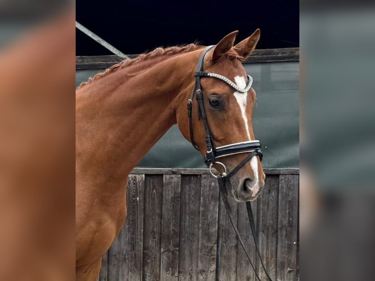 Hannoveraner Wallach 3 Jahre 170 cm Fuchs in Neumarkt in der Oberpfalz