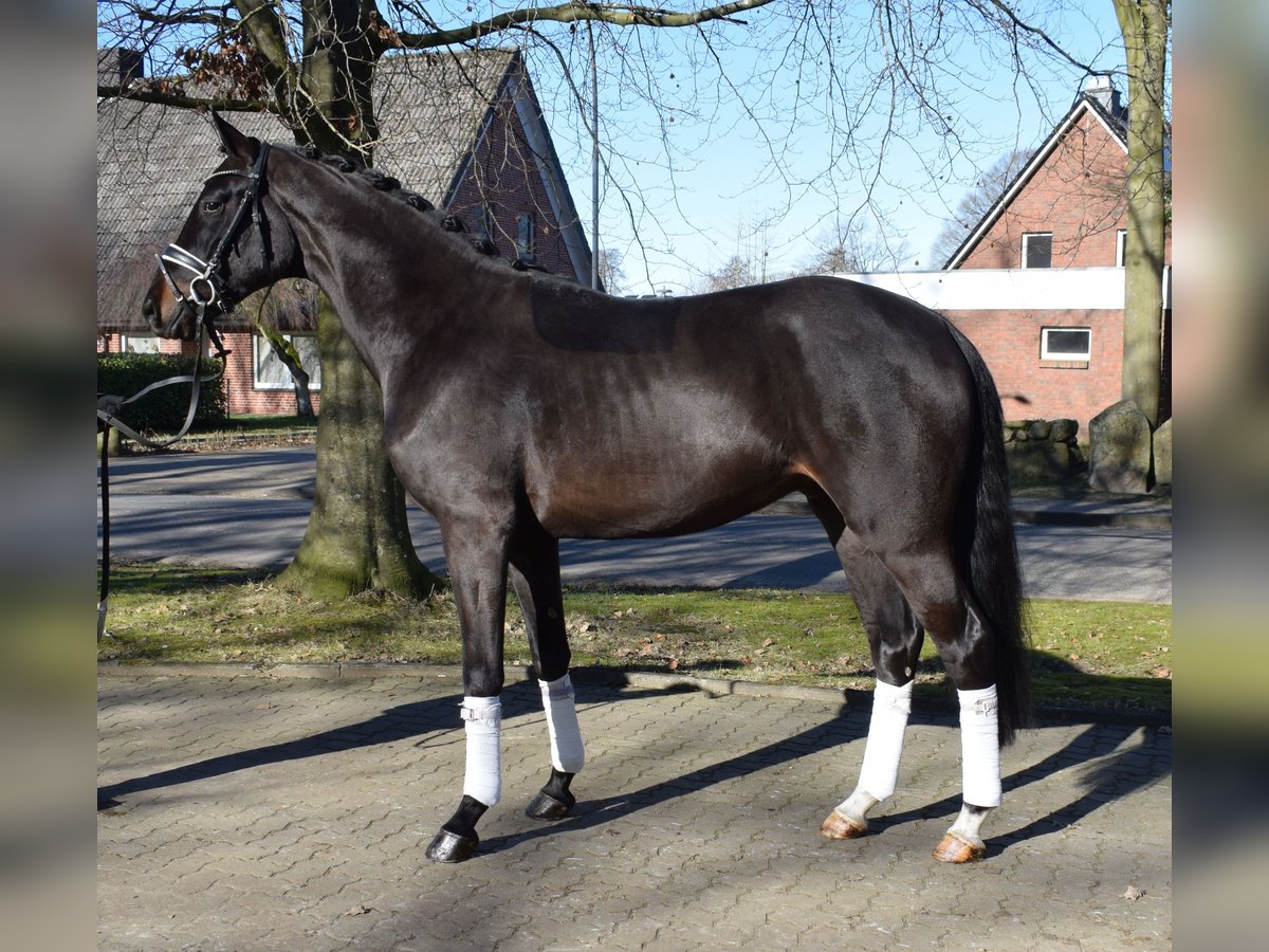 Hannoveraner Wallach 3 Jahre 170 cm Schwarzbrauner in Fredenbeck