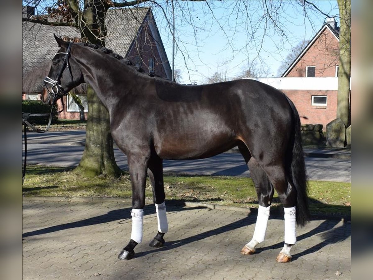 Hannoveraner Wallach 3 Jahre 170 cm Schwarzbrauner in Fredenbeck