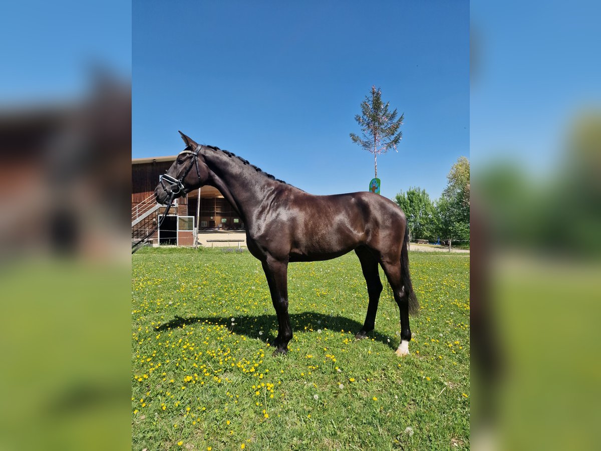 Hannoveraner Wallach 3 Jahre 170 cm Schwarzbrauner in Hermetschwil-Staffeln