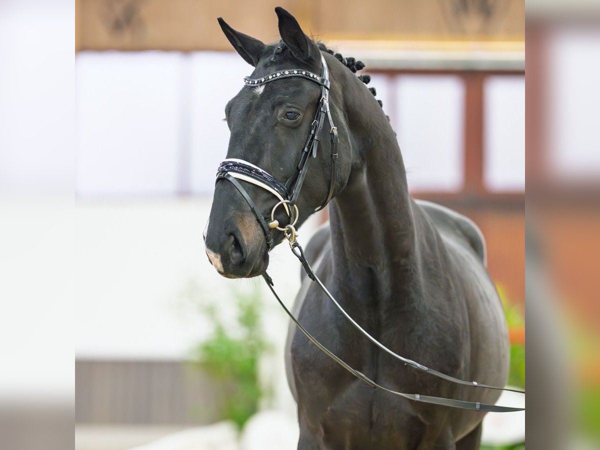 Hannoveraner Wallach 3 Jahre 170 cm Schwarzbrauner in Münster-Handorf