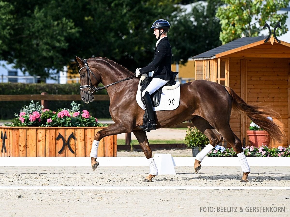 Hannoveraner Wallach 3 Jahre 171 cm Fuchs in Verden