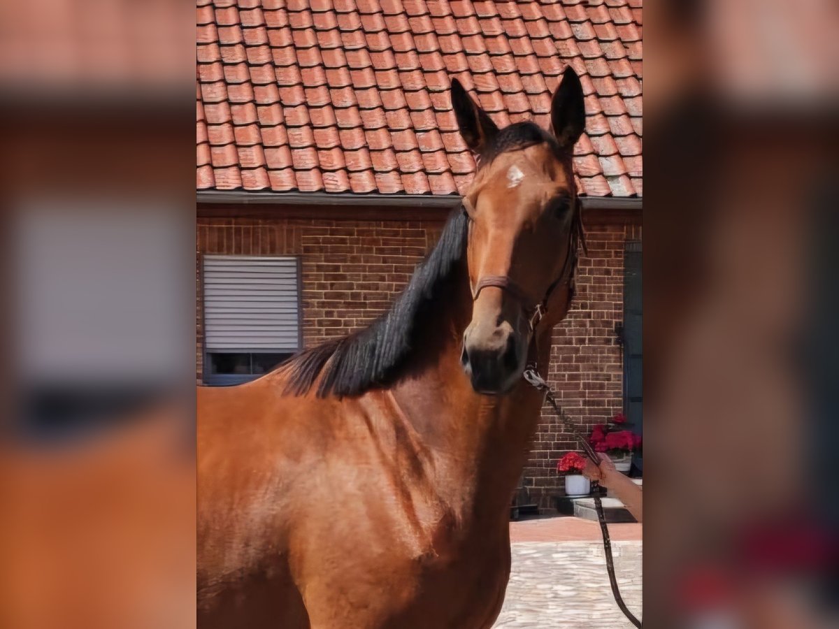 Hannoveraner Wallach 3 Jahre 172 cm Brauner in Pollitz