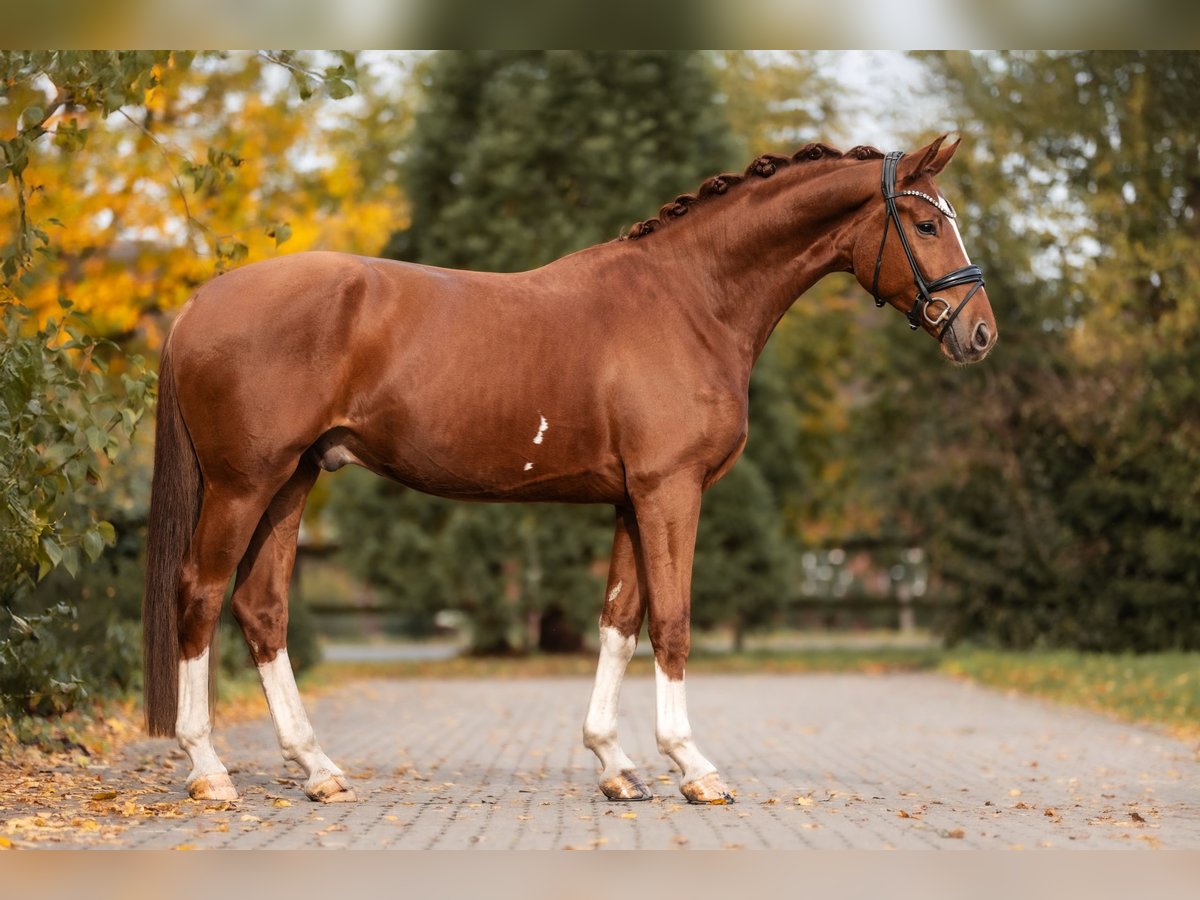 Hannoveraner Wallach 3 Jahre 172 cm Fuchs in Lippetal