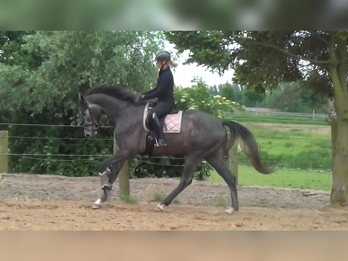 Hannoveraner Wallach 3 Jahre 173 cm Apfelschimmel in Prietzen