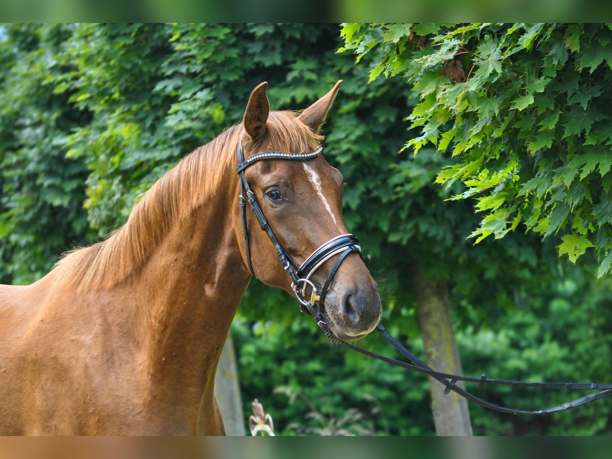 Hannoveraner Wallach 3 Jahre 175 cm Dunkelfuchs in G&#xFC;by