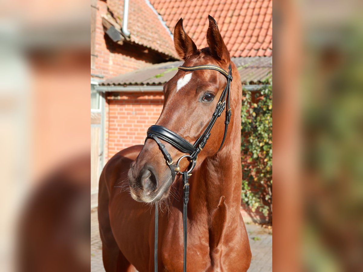 Hannoveraner Wallach 3 Jahre 175 cm Fuchs in Dannenberg (Elbe)