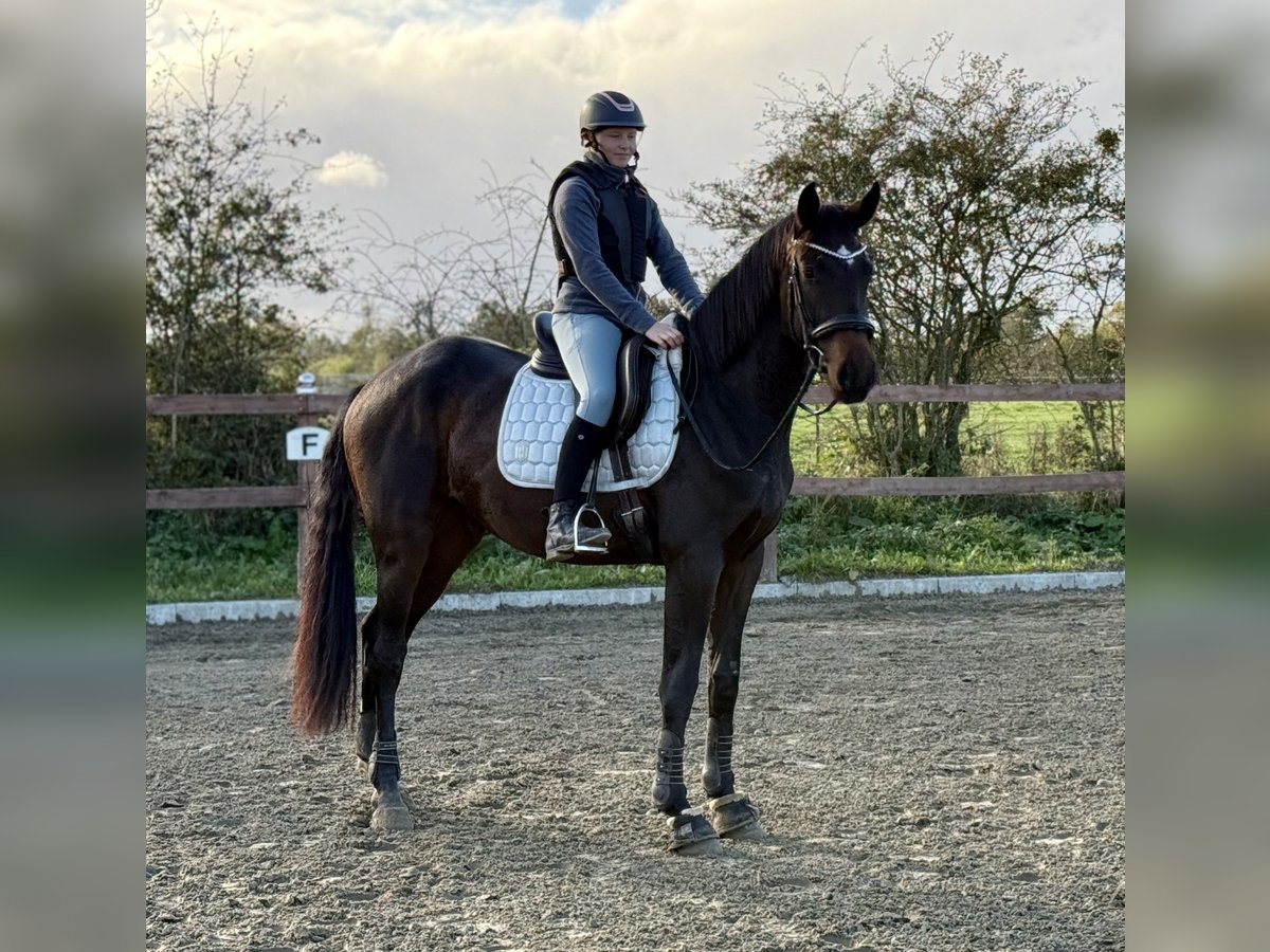 Hannoveraner Wallach 3 Jahre 175 cm Rappe in Holm