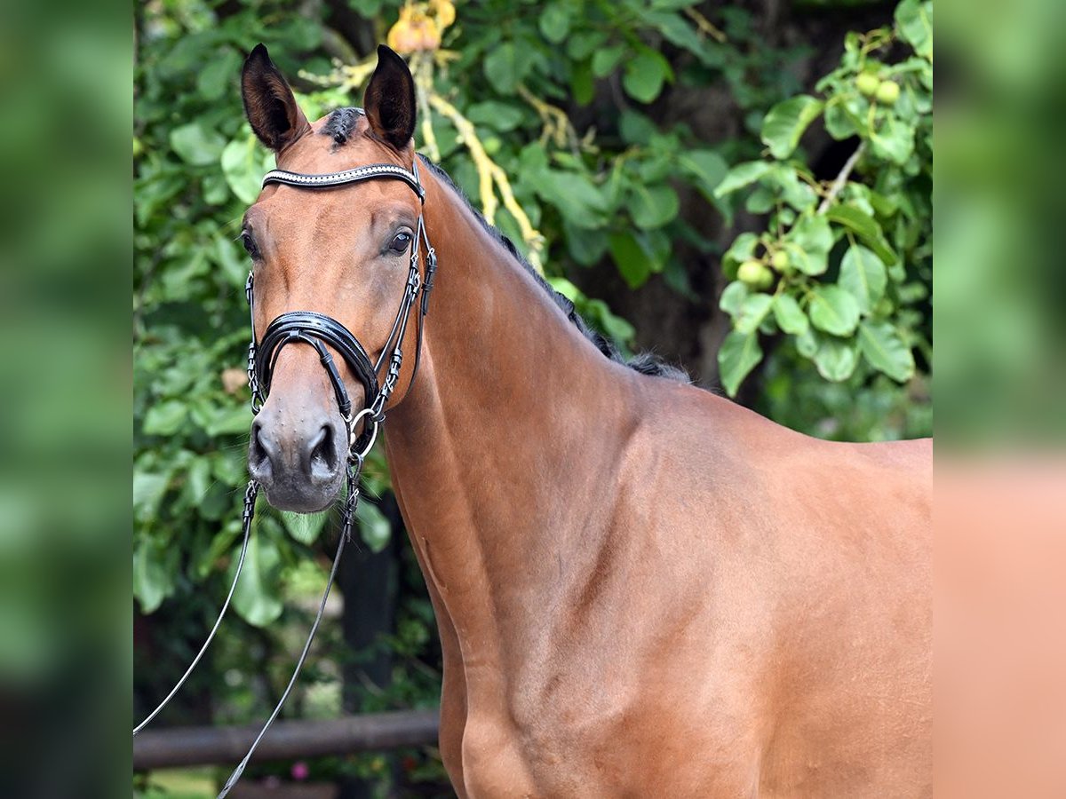 Hannoveraner Wallach 3 Jahre 177 cm Brauner in Bad Bevensen