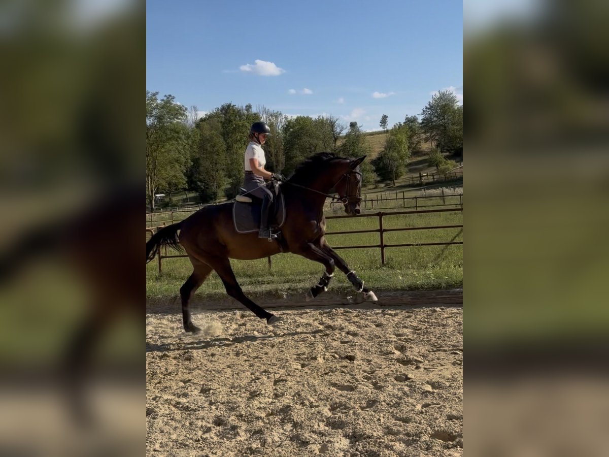 Hannoveraner, Wallach in Rosdorf