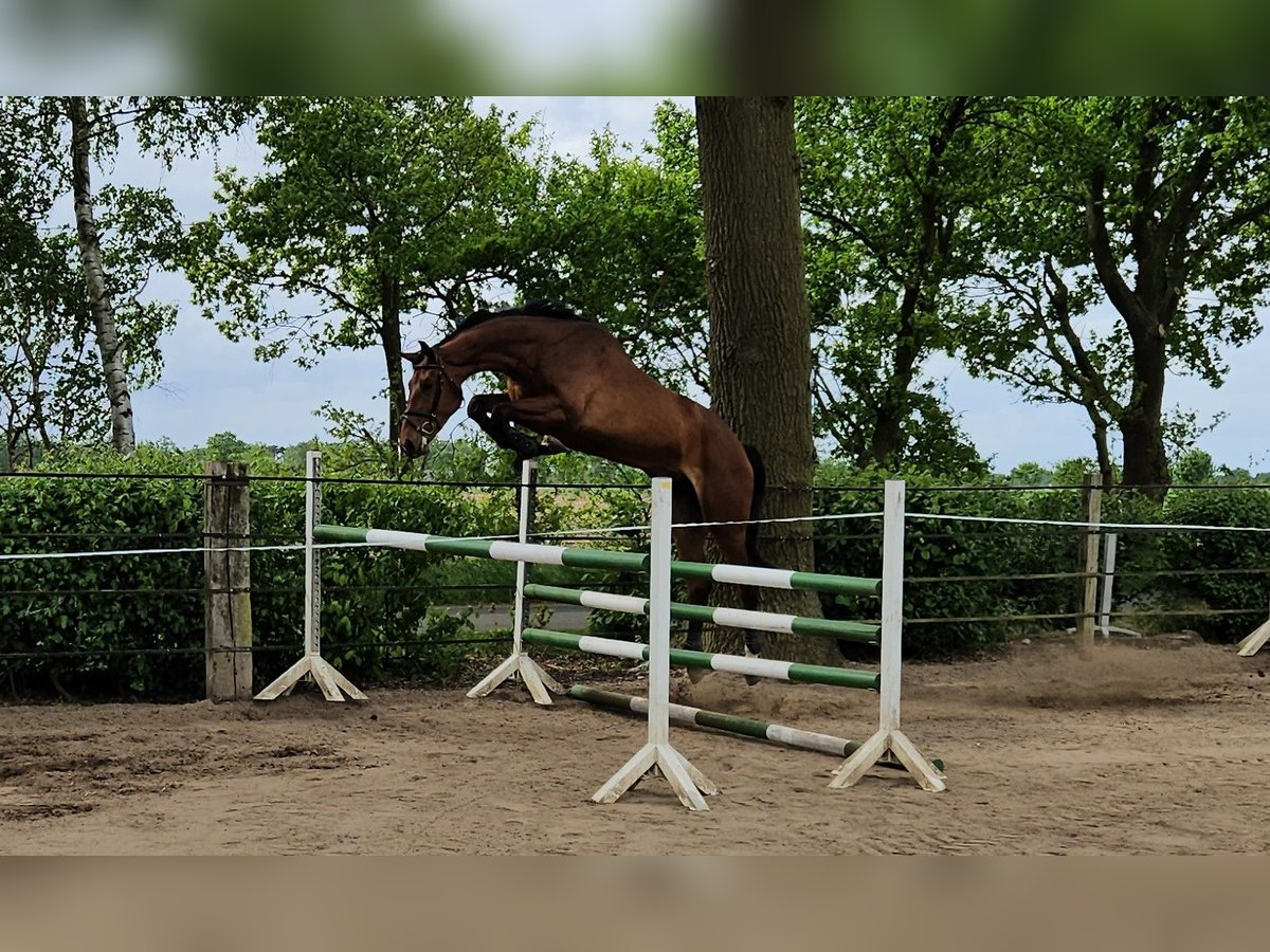 Hannoveraner Wallach 3 Jahre 178 cm Brauner in Warmsen
