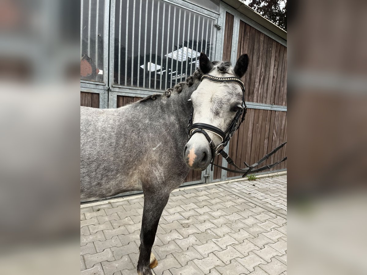 Hannoveraner Wallach 4 Jahre 122 cm Rappschimmel in Bleckede