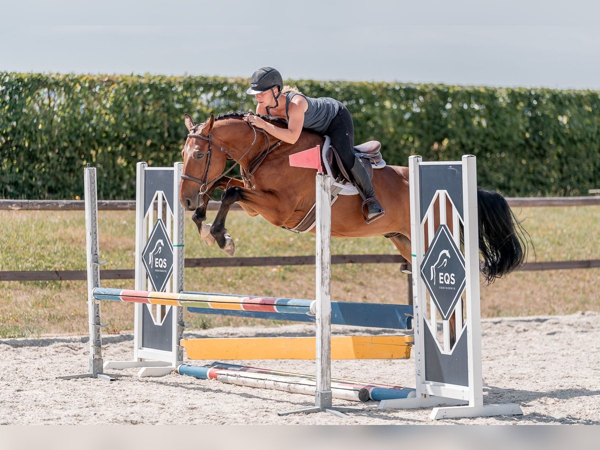 Hannoveraner Wallach 4 Jahre 160 cm Rotbrauner in Zduchovice