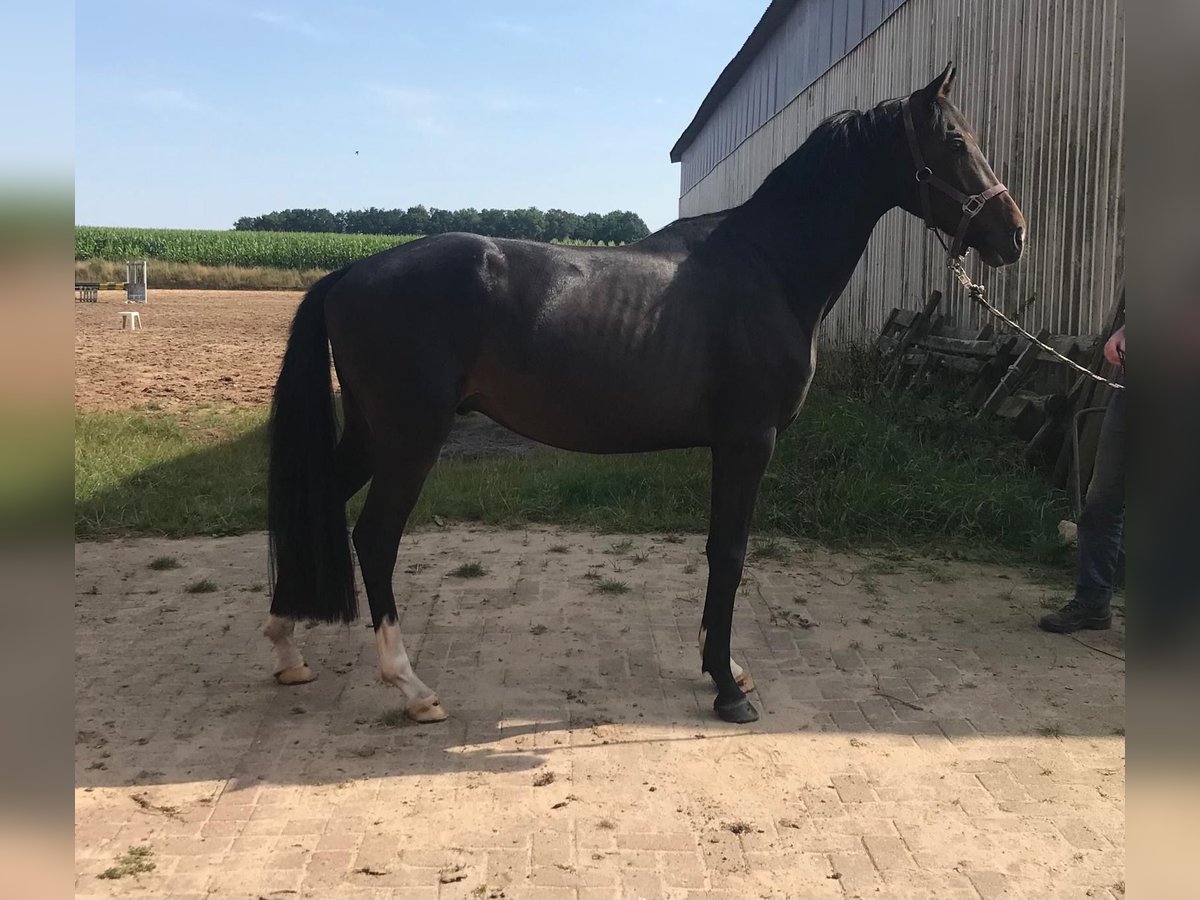 Hannoveraner Wallach 4 Jahre 160 cm Schwarzbrauner in Bassum