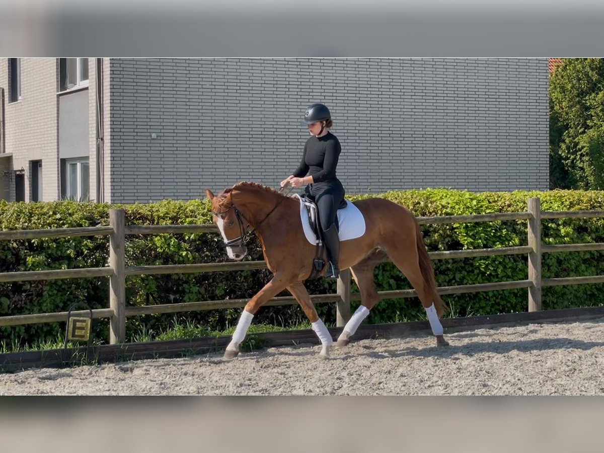 Hannoveraner Wallach 4 Jahre 162 cm Fuchs in Gronau (Leine)