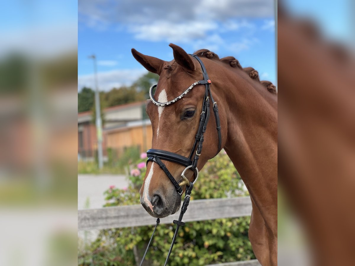 Hannoveraner Wallach 4 Jahre 162 cm Fuchs in Bargstedt